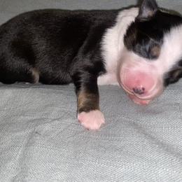 Miniature Australian Shepherd Puppies from Duncan’s Miniature Australian Shepherds