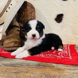 FINNICK - Black tri-color male Australian Shepherd puppy in Durand, Wisconsin from Larson’s Legacy Aussome Aussie Kennels