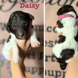 Goldendoodle and Poodle Puppies from Harrington Doodles & Poodles