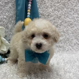 Chevy - Champagne male Maltipoo puppy in West Plains, Missouri from Puppies-4U