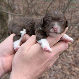 Moe - Tri-color male Cavapoo puppy in Coshocton, Ohio from Forever Family Puppies