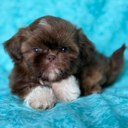Biscuit - Liver male Shih Tzu puppy in Shawnee, Oklahoma from Black Velvet Shih Tzu