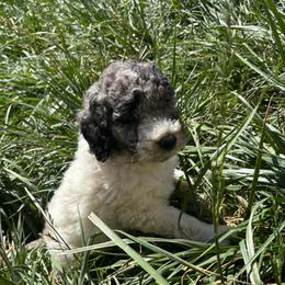 Sassafras - Blue female Labradoodle puppy in Somerset, California from Annie’s Animals