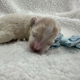 Boy 2 - Apricot male Maltipoo puppy in Denair, California from 209PuppiesCaliforniaMaltipoo