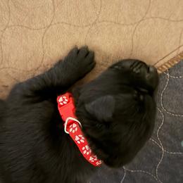Red collar Boy - Bi-color male German Shepherd puppy in Centralia, Illinois from Janices AKC German Sheperds LLC