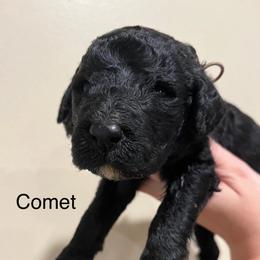 Poodle Puppies from Semmy’s standard Poodle