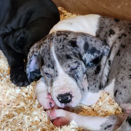 Merle mantle male 1 - Mantle merle male Great Dane puppy in Gig Harbor, Washington from Lakaya Danes
