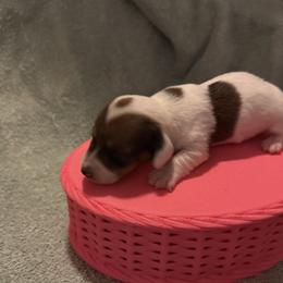 Girl 2 - Piebald female Dachshund puppy in Paisley, Florida from Pantheon Dachshunds