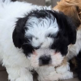 Flower - Black and white female Shichon puppy in Bradford, Ohio from Ted E. Bear Patch