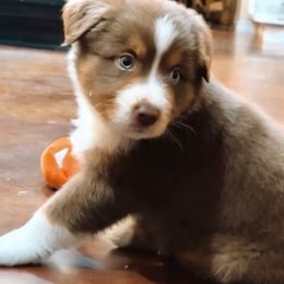 Boy 2 - Miniature Australian Shepherd puppy from L Bar W Aussie Ranch