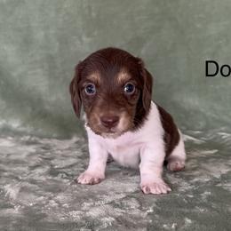Doc - Piebald male Dachshund puppy in Poteau, Oklahoma from Sisters Dazzling Dachshunds