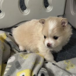 Boy 3 - Cream male Pomeranian puppy in Decatur, Iowa from Lisa Greenhalgh