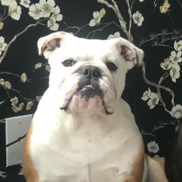 Poppy - Bulldog