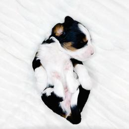 Promise - Tri-color female Bernedoodle puppy in Mahomet, Illinois from Jordan Family Doodles