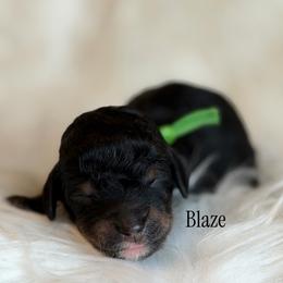 Blaze - Phantom male Poodle puppy in Waco, Texas from Poodle Paradise