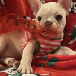 French Bulldog Puppies from Lola’s Frenchies