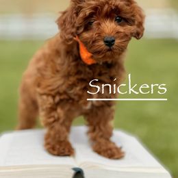 Cavapoo and Goldendoodle Puppies from Goldendoodles Utah| All sizes| Erda, Utah