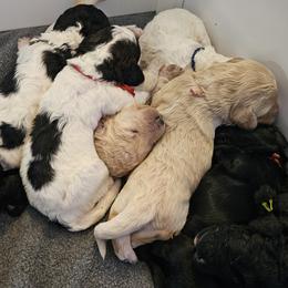 Aussiedoodle, Goldendoodle, and Labradoodle Puppies from Shire Sites & Dams