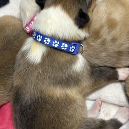 Hank - Sable and white male Collie puppy in Norris City, Illinois from Hoskins Collies