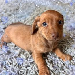 Trevor - Chocolate and tan male Dachshund puppy in Aiken, South Carolina from State Eight Dachshunds