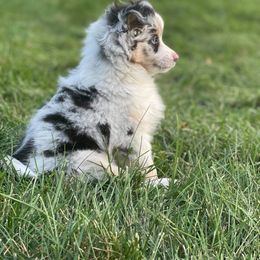 Toy Australian Shepherd Puppies from MN Pomme De Terre Aussies