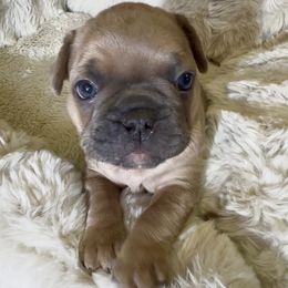 Walter - Blue fawn male French Bulldog puppy in Pine Township, Pennsylvania from BlueCairo Frenchies