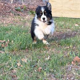 Bulda - Black tri-color female Australian Shepherd puppy in Terryville, Connecticut from Spirited Aussies