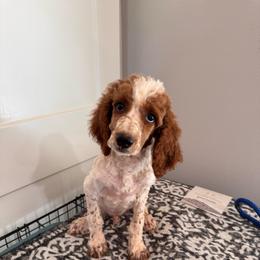 Knox - Parti male Poodle puppy in Osyka, Mississippi from Southern Sunshine Standards