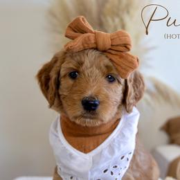 Girl 3 - Red  Goldendoodle puppy in Chesapeake, Virginia from Heart to Heart Doodles