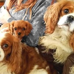 Cavalier King Charles Spaniel Puppies from Dawn Miner's Cavalier King Charles Spaniels