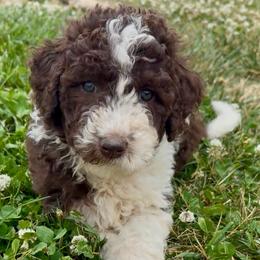 Ivy - Brown and white female Aussiedoodle puppy in Denton, Maryland from Royal Conron Doodles