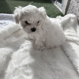 Maltese Puppies from AKC Maltese California
