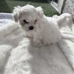 Maltese Puppies from AKC Maltese California