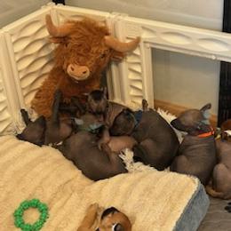 Cavalier King Charles Spaniel and Xoloitzcuintli Puppies from Kingslee Kennels