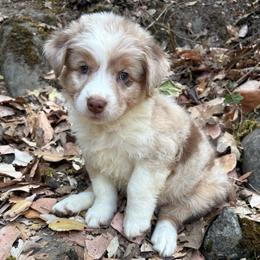 Sadie - Red merle female Australian Shepherd puppy in Grants Pass, Oregon from Carmel Mountain Aussies