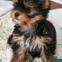 Yorkshire Terrier Puppies from Essence of Grace Yorkies