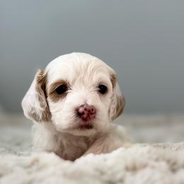 Ginger - Brown and white female Cockapoo puppy in Morehead, Kentucky from Critter Springs Farm