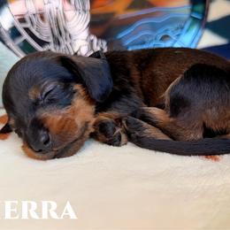 Sierra - Wild boar female Dachshund puppy in Columbia, Missouri from Royal Bloodline Canines