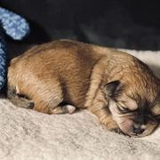 Shichon Puppies from Great Lakes Teddy Bear Dogs