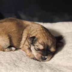 Shichon Puppies from Great Lakes Teddy Bear Dogs