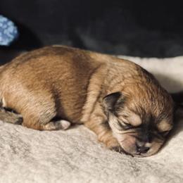 Shichon Puppies from Great Lakes Teddy Bear Dogs