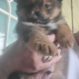 Pomeranian Puppies from Mother of Poms