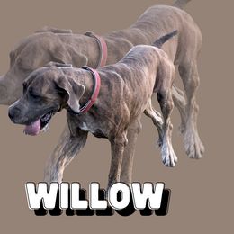 Ethereal Willow - Great Dane