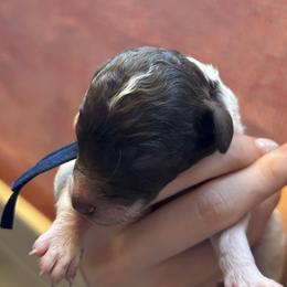 Padme - Parti female Poodle puppy in San Antonio, Texas from Chocolate Pet Connection