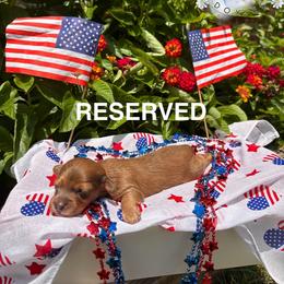 Rocket - Red male Dachshund puppy in Clarksdale, Mississippi from Bo Didley's Doxies