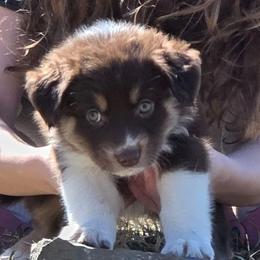 Morgan Girl 6 - Red tri-color female Australian Shepherd puppy in Solon, Maine from Mountain Range Australian Shepherds