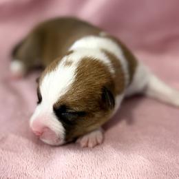 Ember - Red female Pembroke Welsh Corgi puppy in Magnolia, Texas from Wiggle Ranch Corgis
