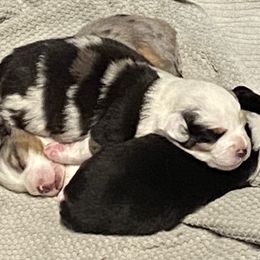 Miniature Australian Shepherds from Chasing Dreams Aussies