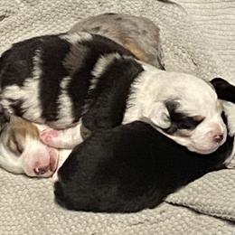 Miniature Australian Shepherds from Chasing Dreams Aussies