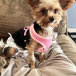 Tipsy - Black and gold female Yorkshire Terrier puppy in Chattanooga, Tennessee from Oodles of Cuties!